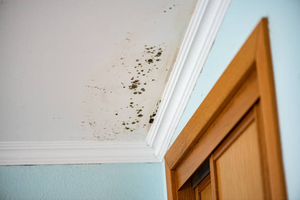 Best Industrial Mold Remediation in Eagle Lake, MN